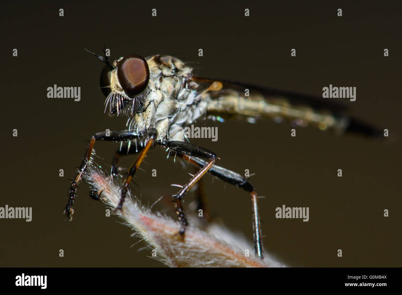 Robber Fly. Banque D'Images
