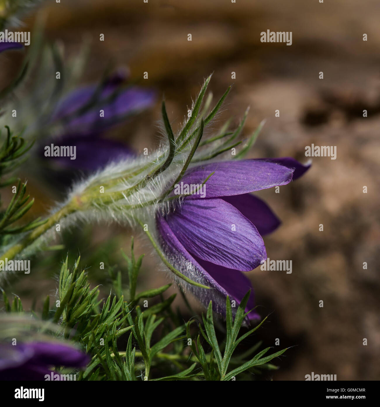 Belle macro image de Pulsatilla vulgaris fleur Banque D'Images