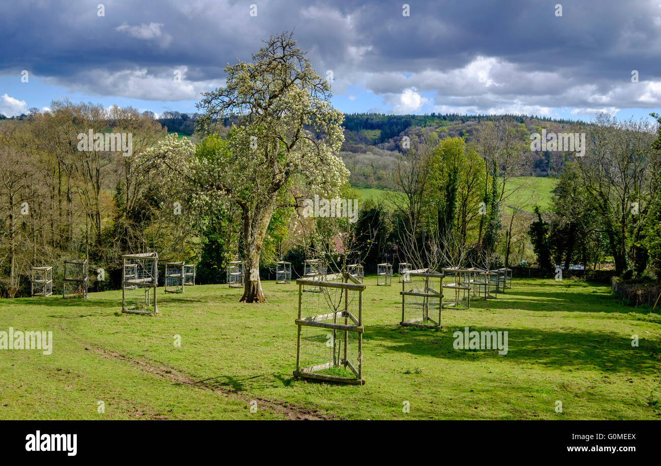 Les jeunes pommiers dans la zone protégée de la faune. Hewelsield, Wye Valley Gloucestershire Angleterre Royaume-uni nuages sombres. Banque D'Images Les jeunes pommiers dans la zone protégée de la faune. Hewelsield, Wye Valley Gloucestershire Angleterre Royaume-uni nuages sombres. Banque D'Images