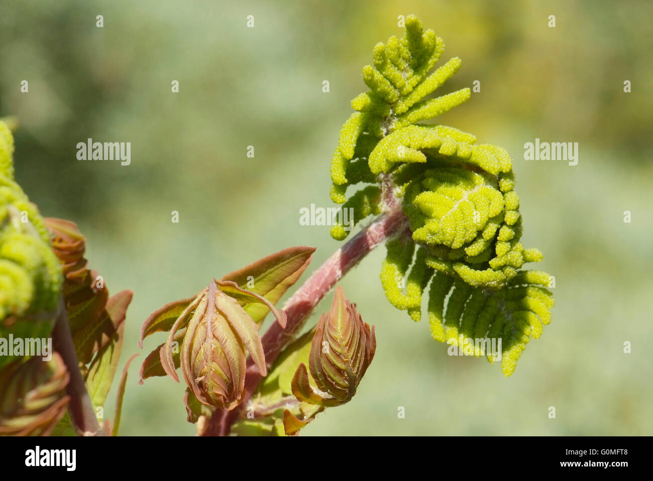 Close up jeune feuille de fougère Osmunda regalis Banque D'Images