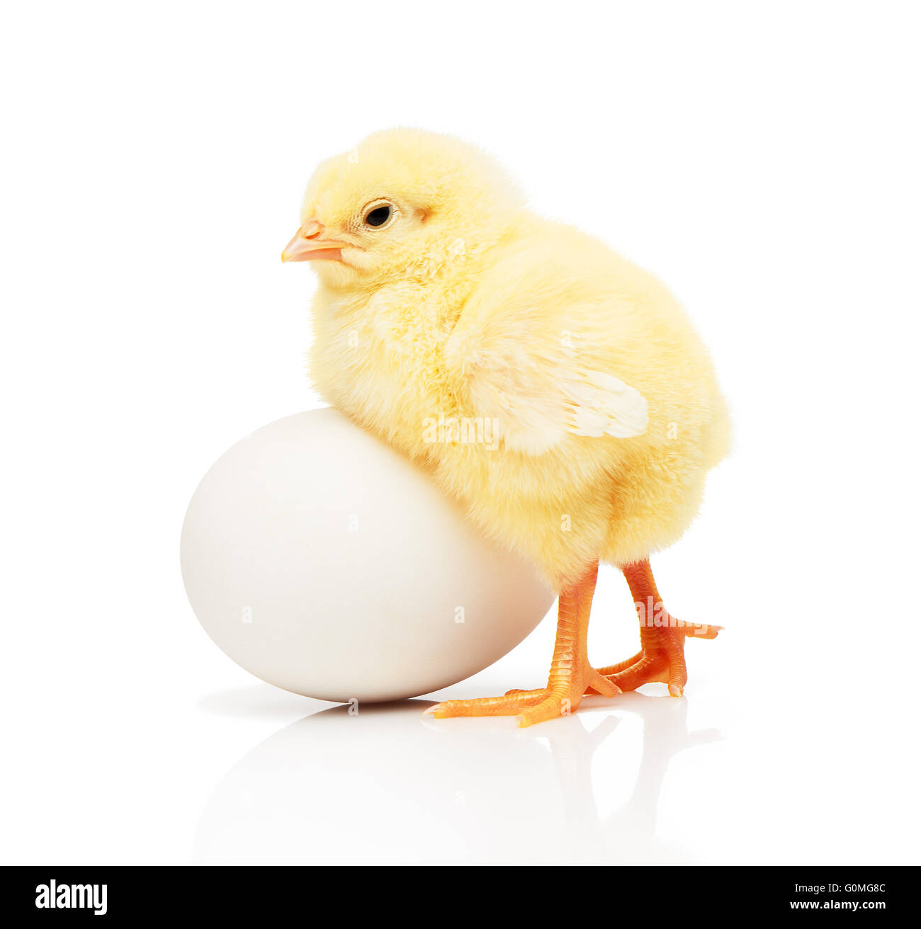 Petit poulet jaune près de blanc de poulet oeuf, isolé sur fond blanc Banque D'Images