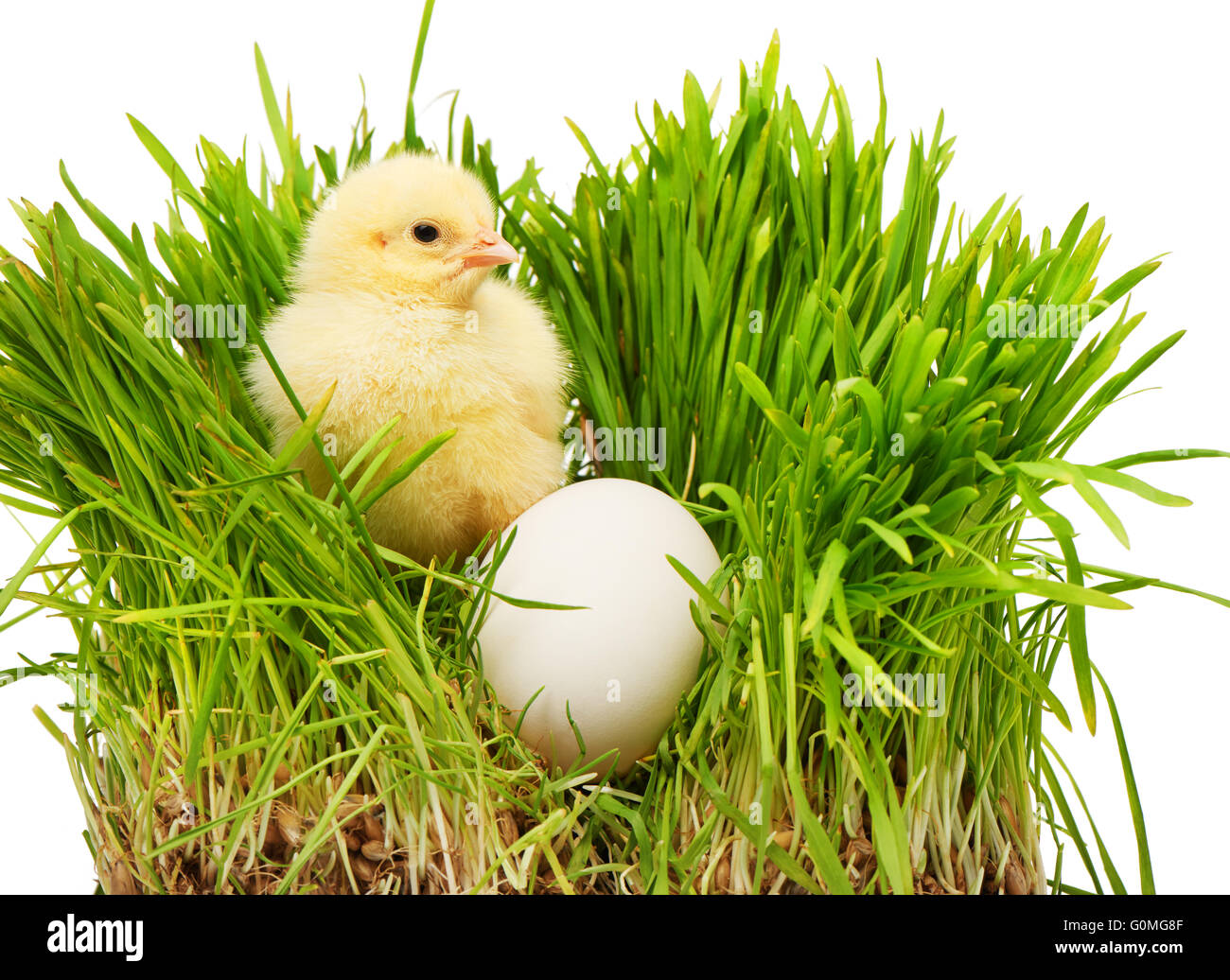 Petit poulet jaune près de blanc de poulet oeuf dans l'herbe verte, isolé sur fond blanc Banque D'Images