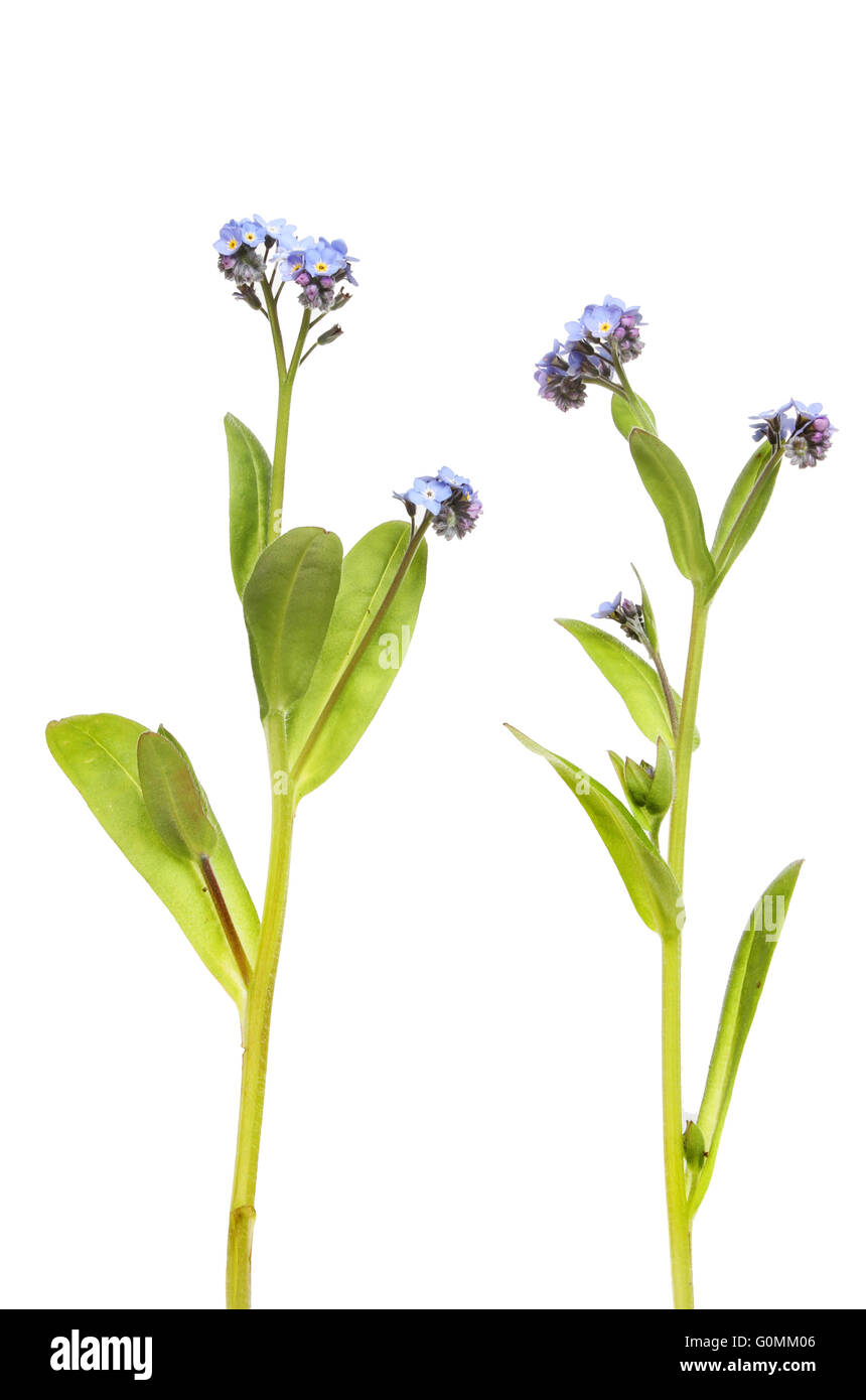 Forget-me-not fleurs et feuillage isolés contre white Banque D'Images