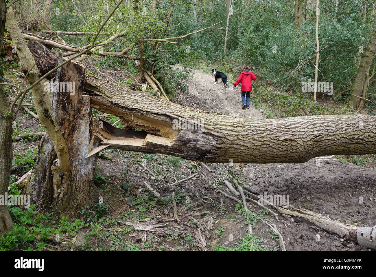 Frêne malades tombées dans le Shropshire England Uk forestiers Banque D'Images