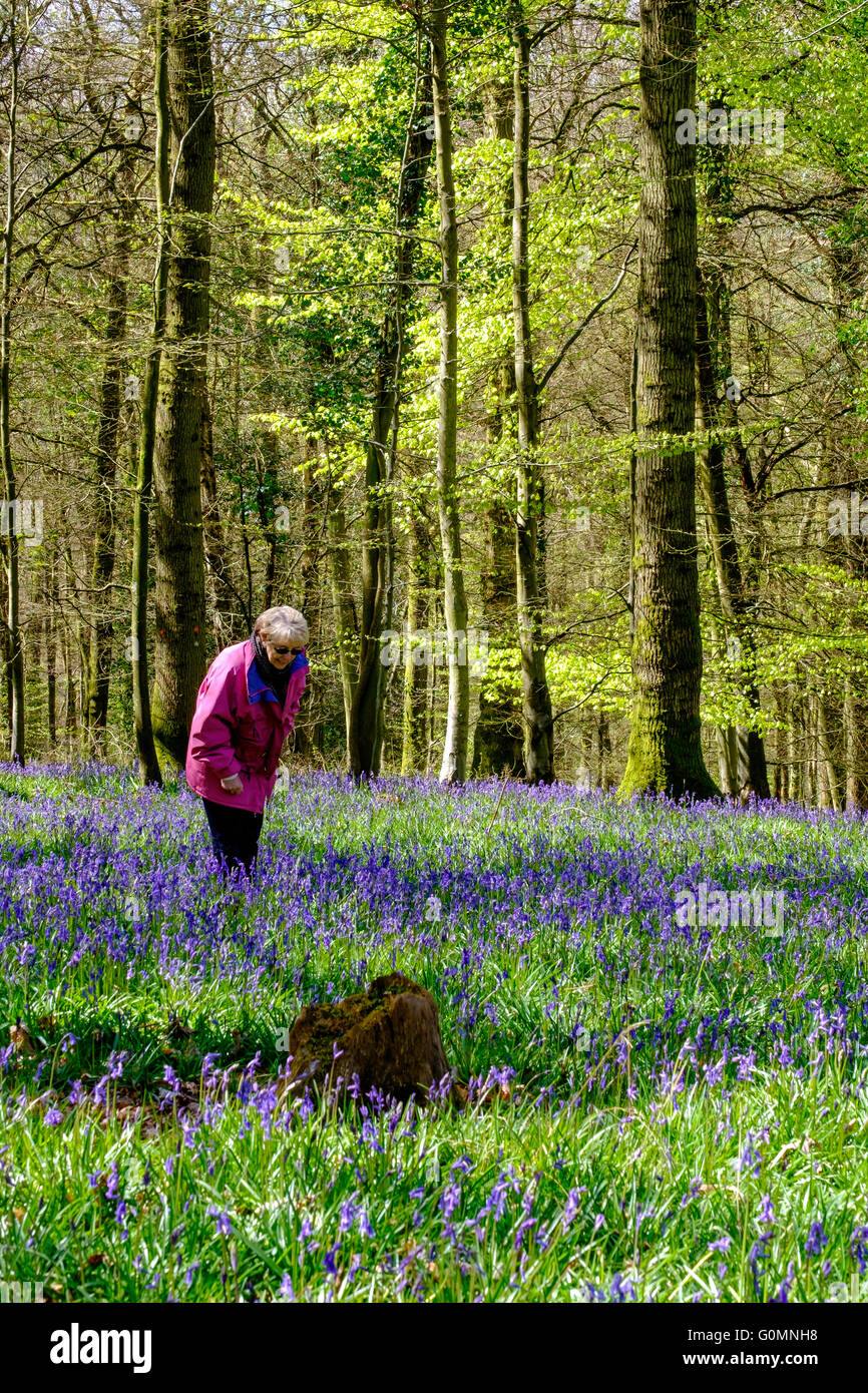 Femme plus âgée en anorak rose à l'anglais à bluebells'Hyacinthoides non-scripta" en forêt de Dean près de Blakeney Glos. Englan Banque D'Images