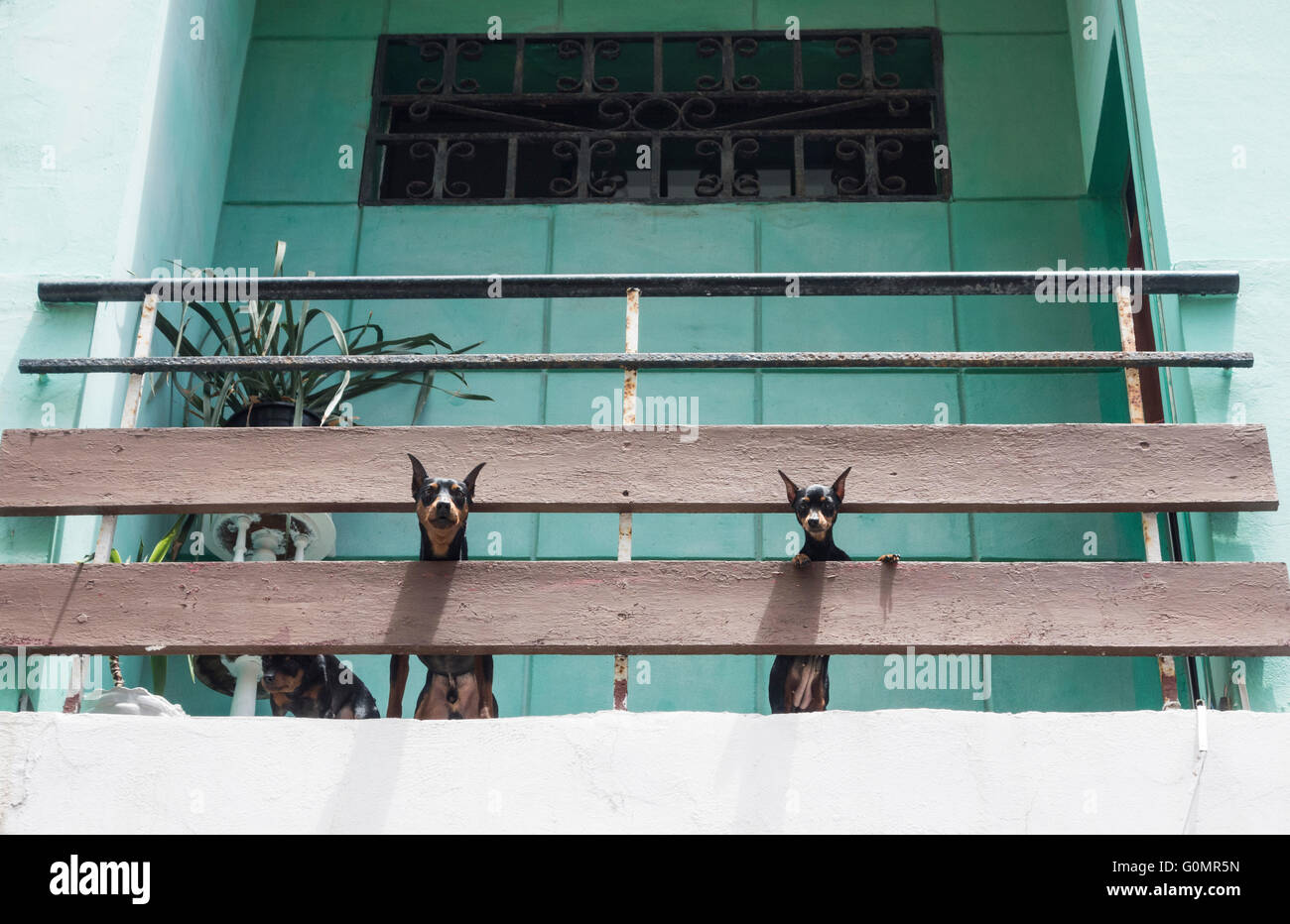 Trois chiens Pinscher miniature sur un balcon d'immeuble. Banque D'Images