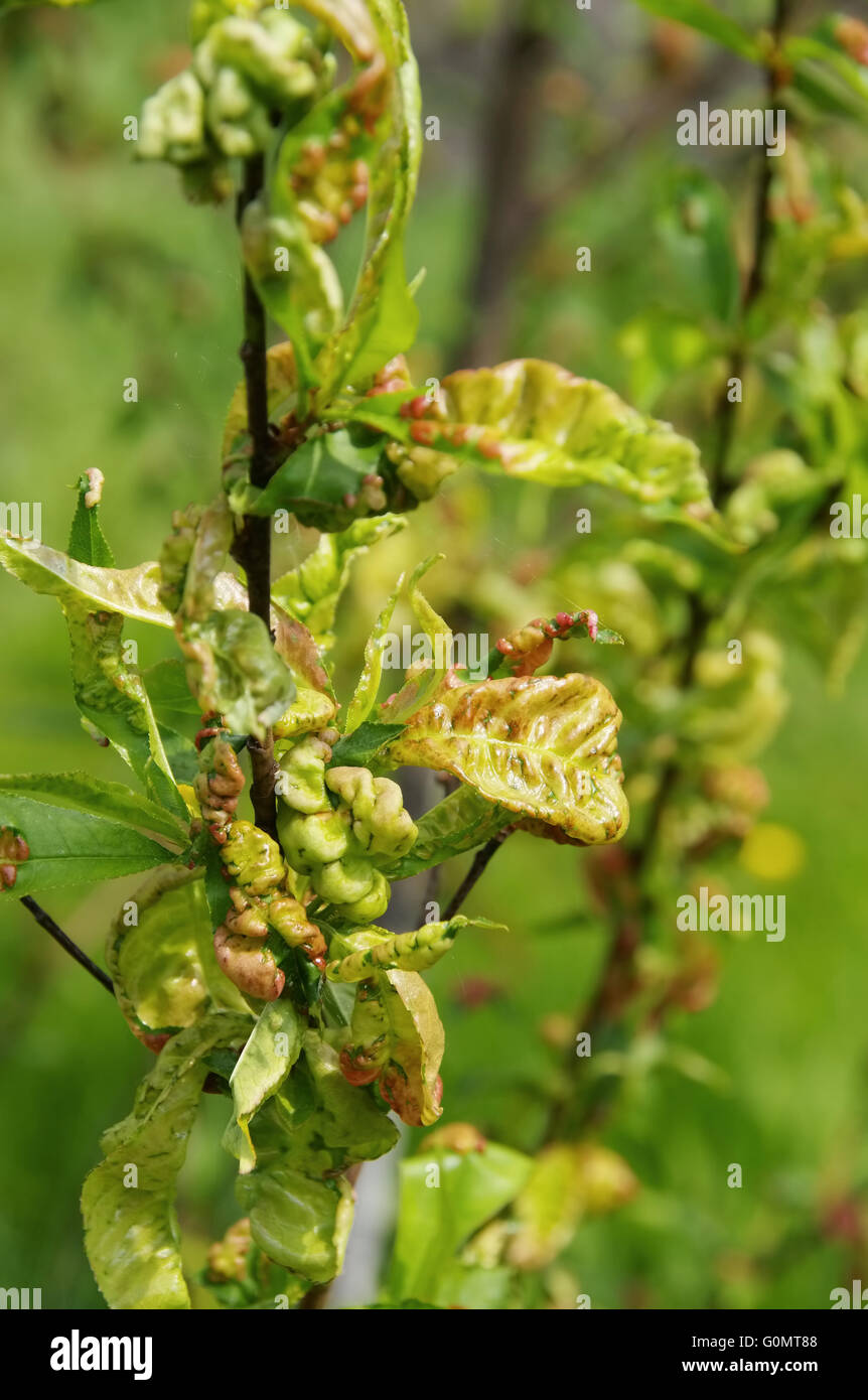 Kräuselkrankheit - leaf curl 10 Banque D'Images