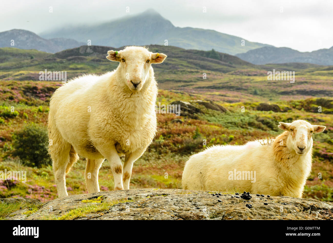 Les moutons sous le pic de Cnicht dans le parc national de Snowdonia au Pays de Galles Banque D'Images