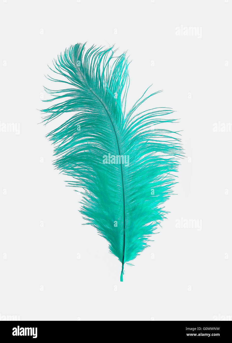 Isolé en plumes d'Autruche Turquoise Banque D'Images