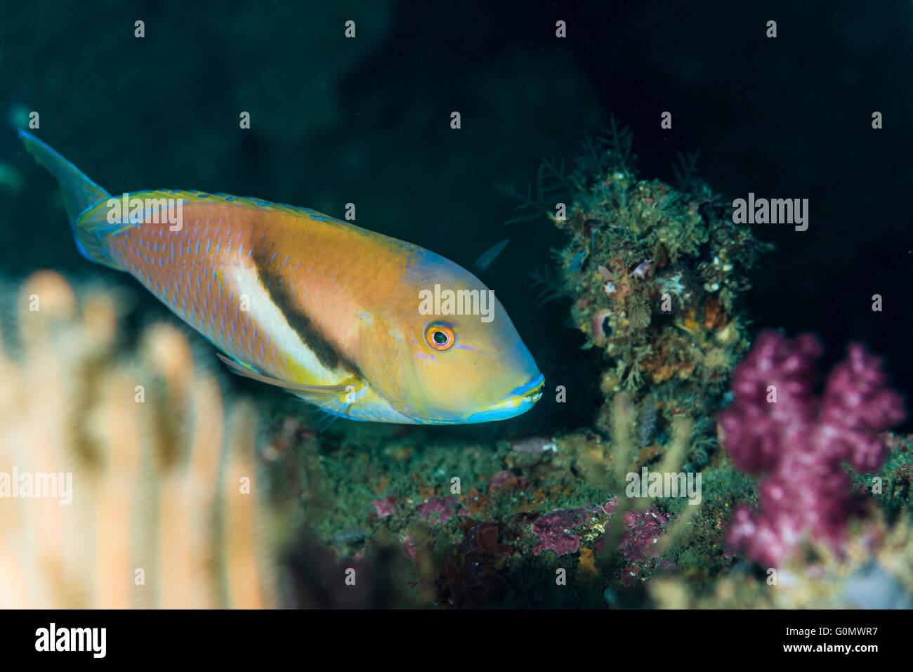 Azurio tuskfish. Nom scientifique : Choerodon azurio (Jordanie et Snyder). À Owase, Mie, Japon. 23m de profondeur Banque D'Images