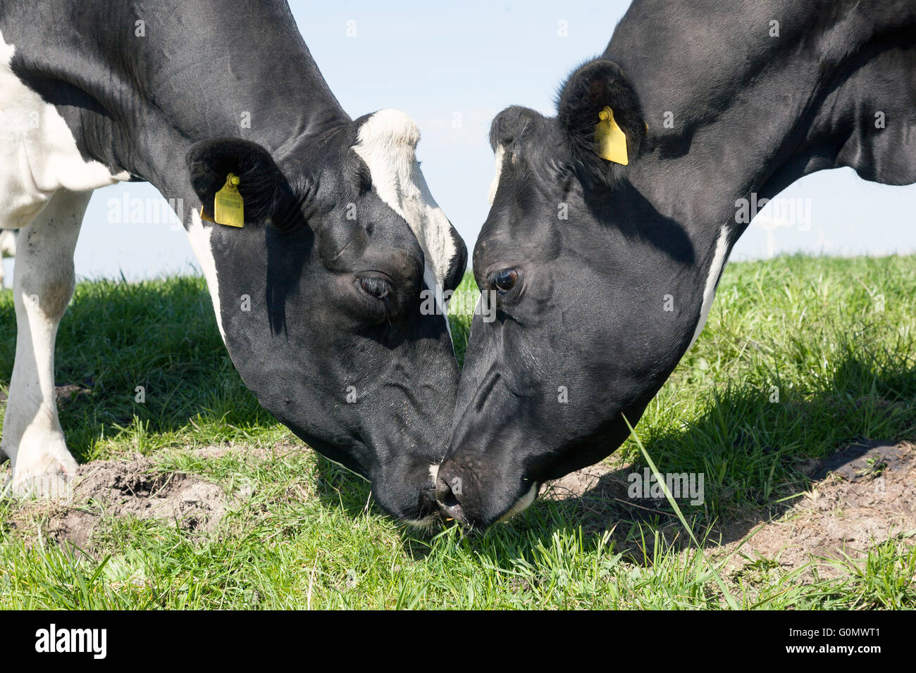 Vache noir et blanc chefs à sunny dutch pré vert sur belle journée en Hollande Banque D'Images