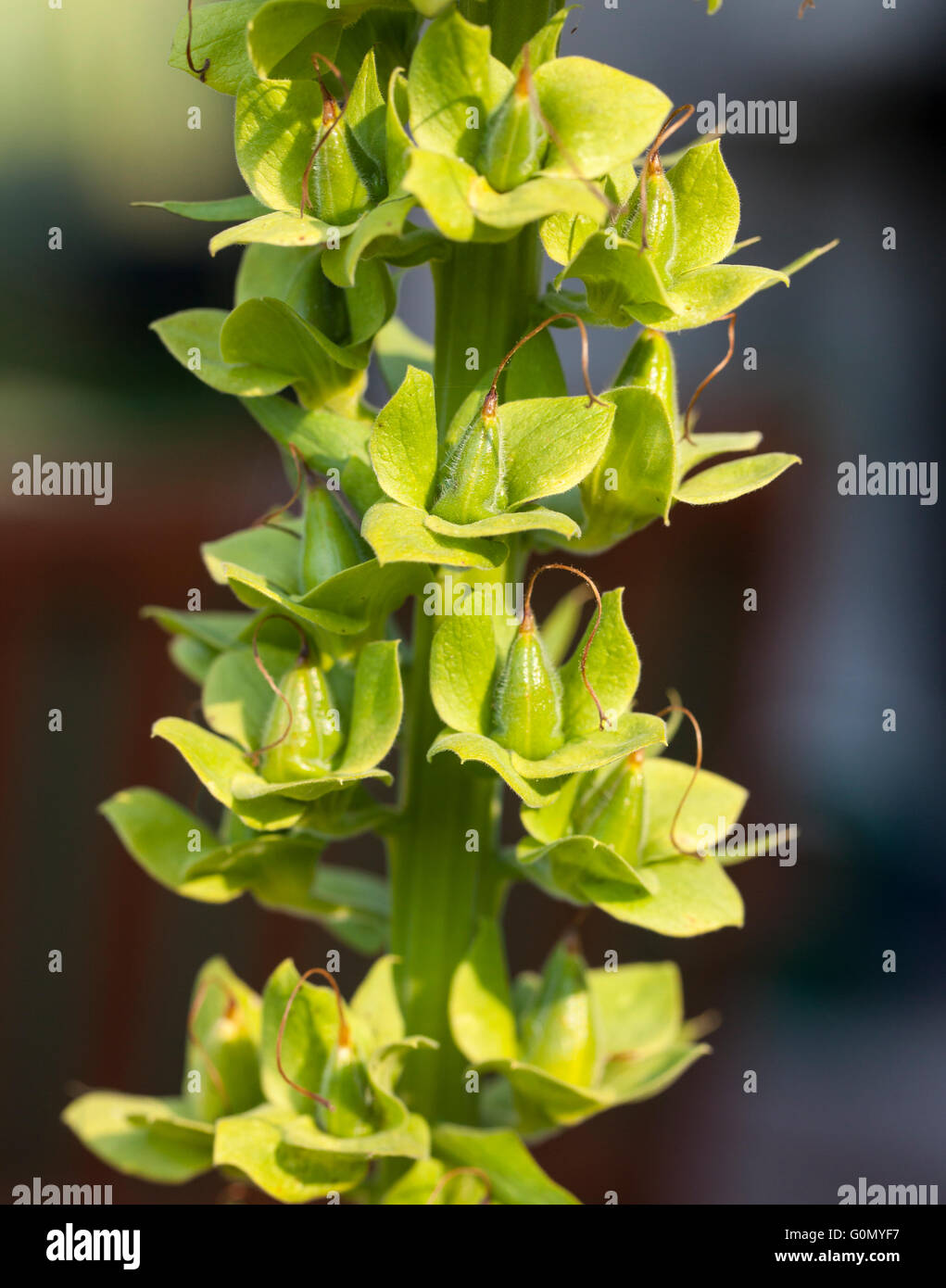 Digitalis seed Banque de photographies et d’images à haute résolution ...