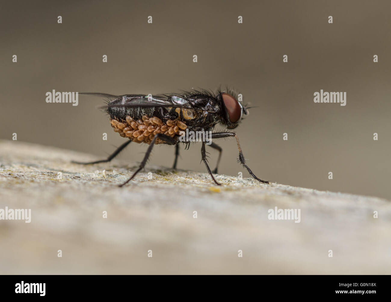 Fannia manicata voler à une infestation d'acariens Banque D'Images Fannia manicata voler à une infestation d'acariens Banque D'Images
