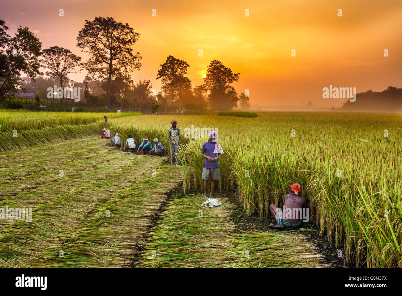 Népalais travaillant dans un champ de riz au lever du soleil Banque D'Images