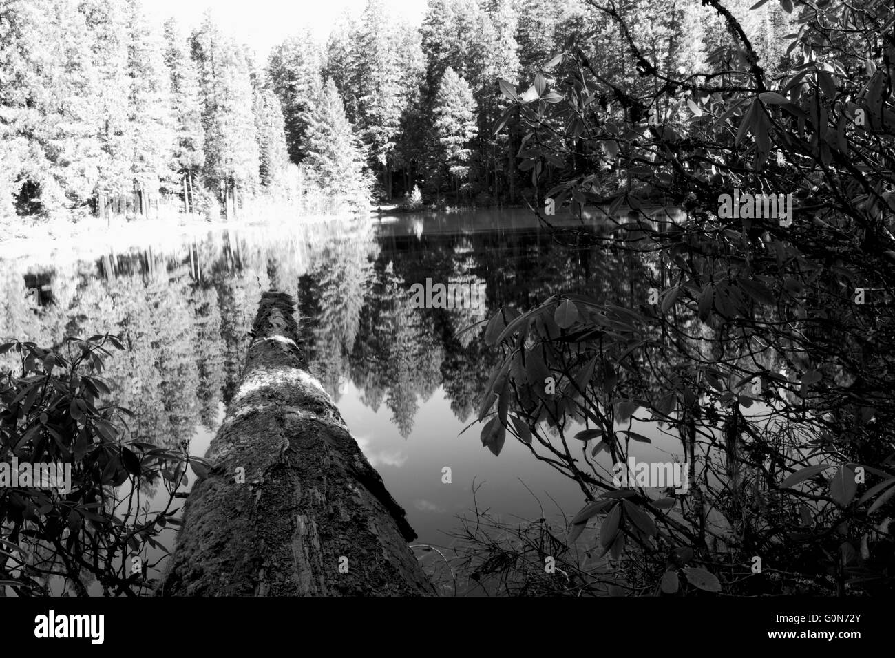 Lac dans les bois Banque D'Images