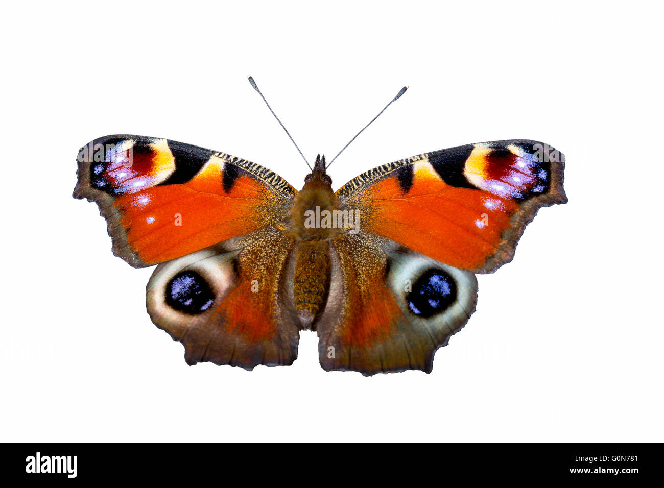 Peacock butterfly (Aglais io), isolé sur fond blanc Banque D'Images