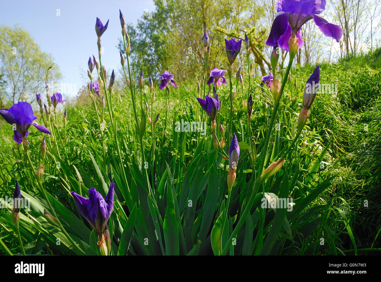 Iris fleurs dans un champ au printemps. Banque D'Images