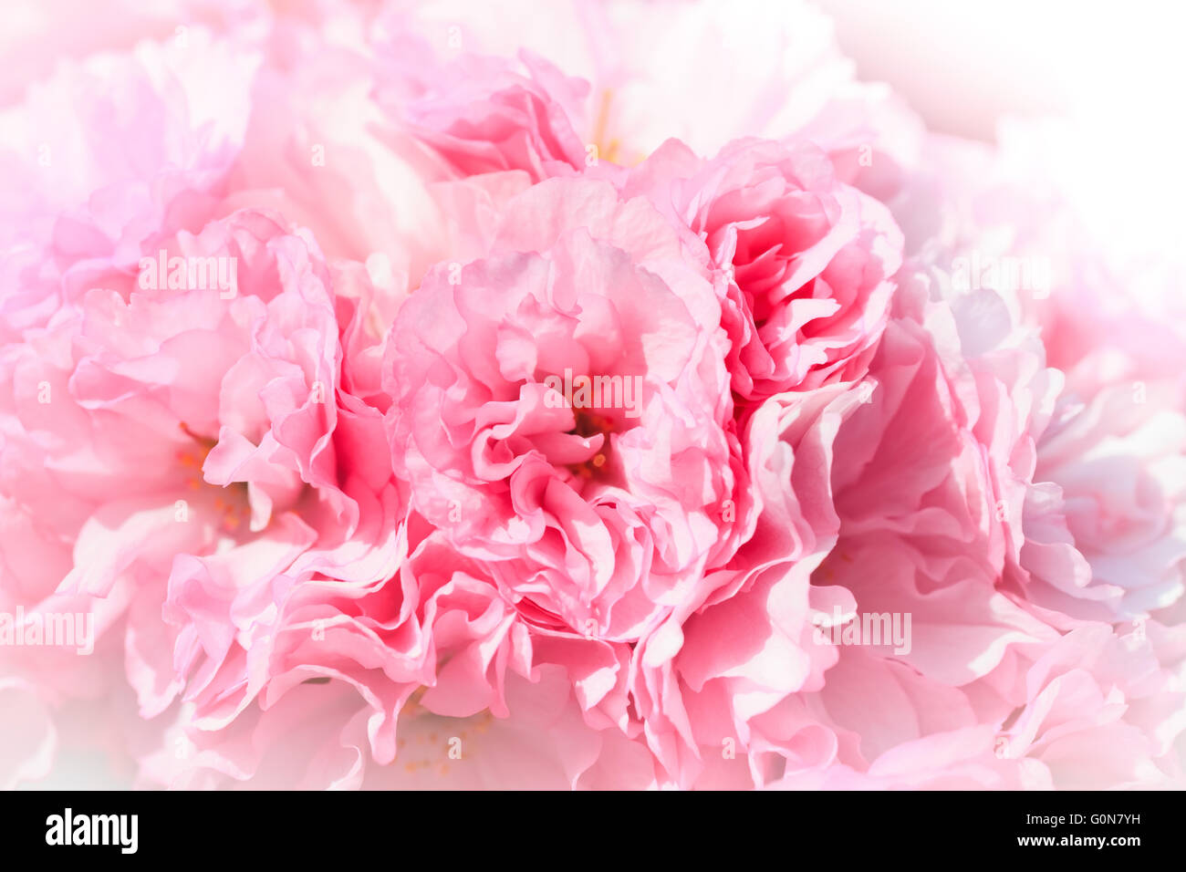 Fleurs de sakura Banque D'Images