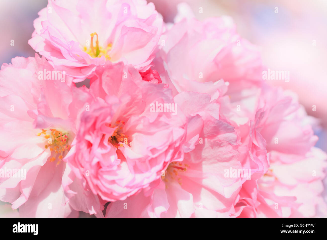 Fleurs de sakura Banque D'Images