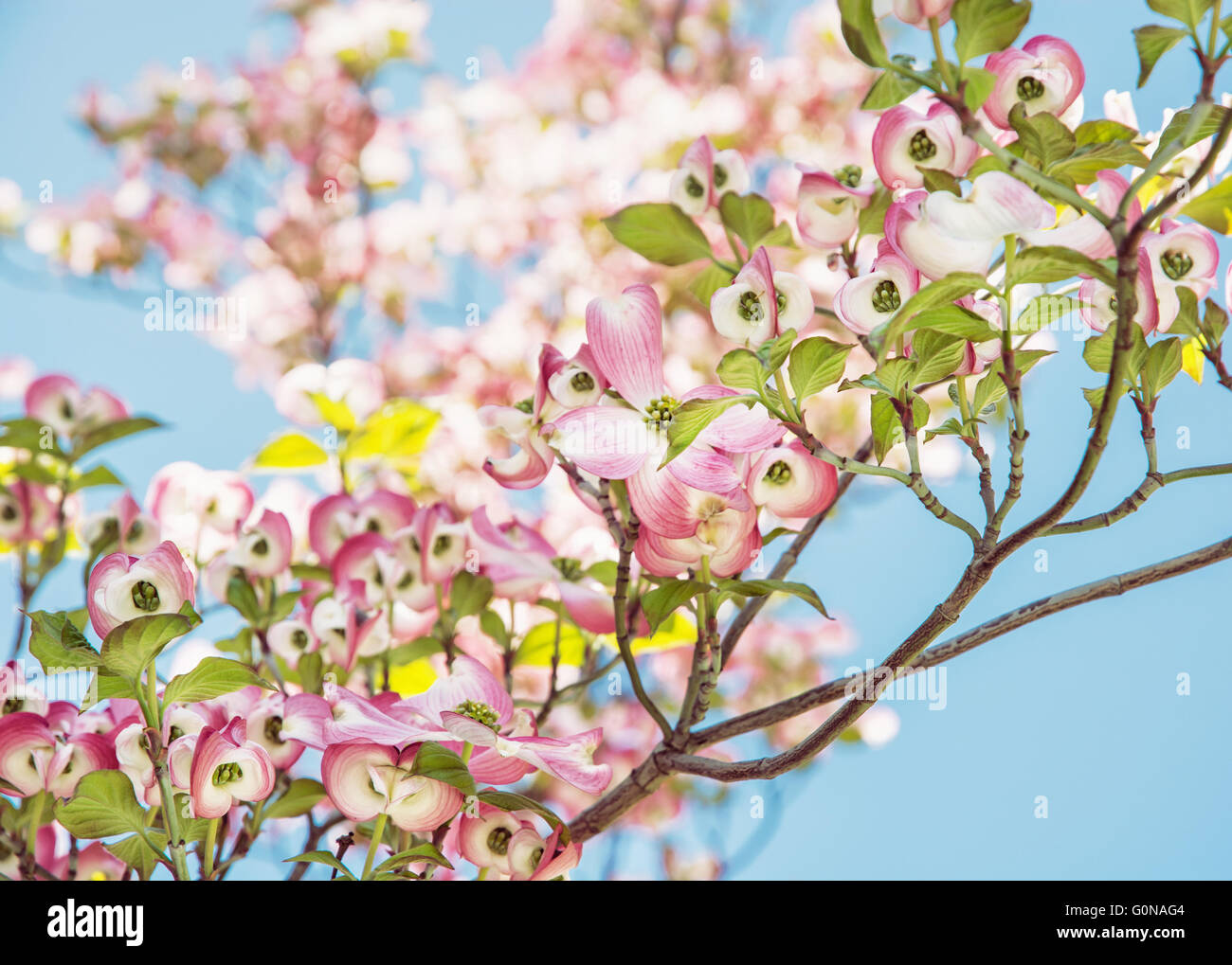 Cornus florida - Cornouiller fleuri - est une espèce de plantes de la famille Cornaceae indigène de l'Est de l'Amérique du Nord et Banque D'Images