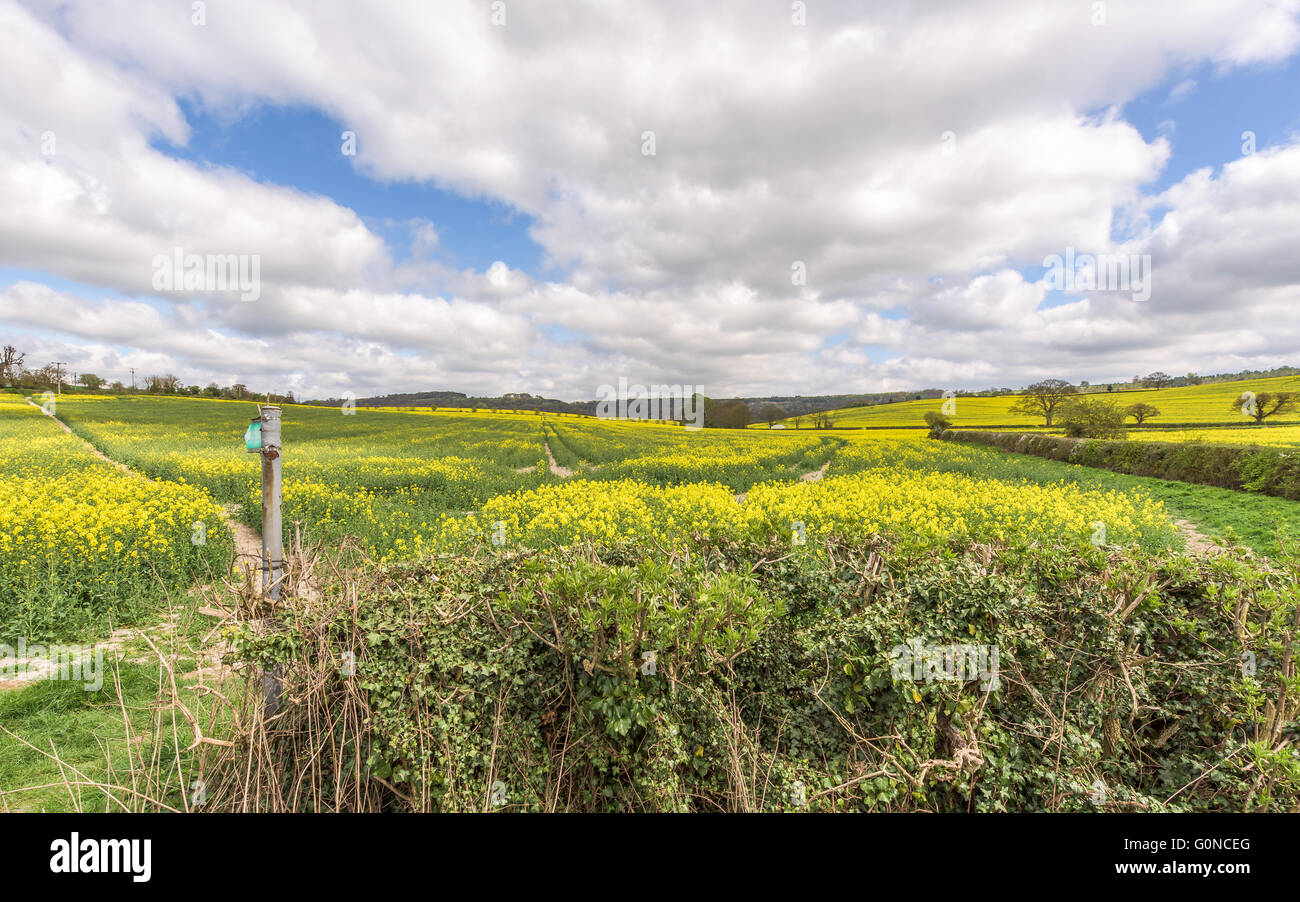 Printemps en Angleterre avec les champs de colza jaune glorieux sous un ciel bleu avec des nuages blancs. Banque D'Images