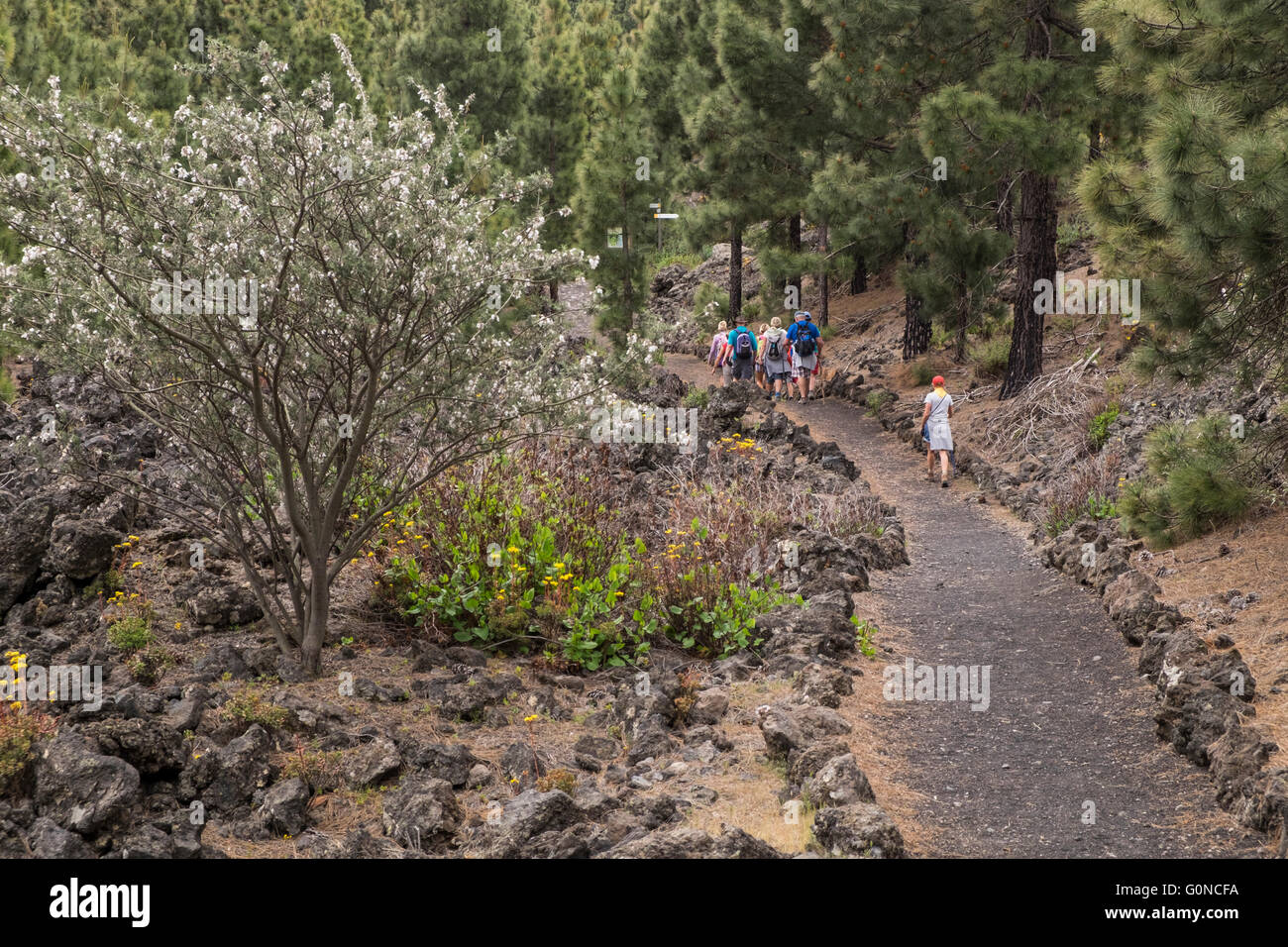 Groupe de marche au printemps sur un chemin à travers la zone de Chinyero Santiago del Teide, Tenerife, Canaries, Espagne. Banque D'Images