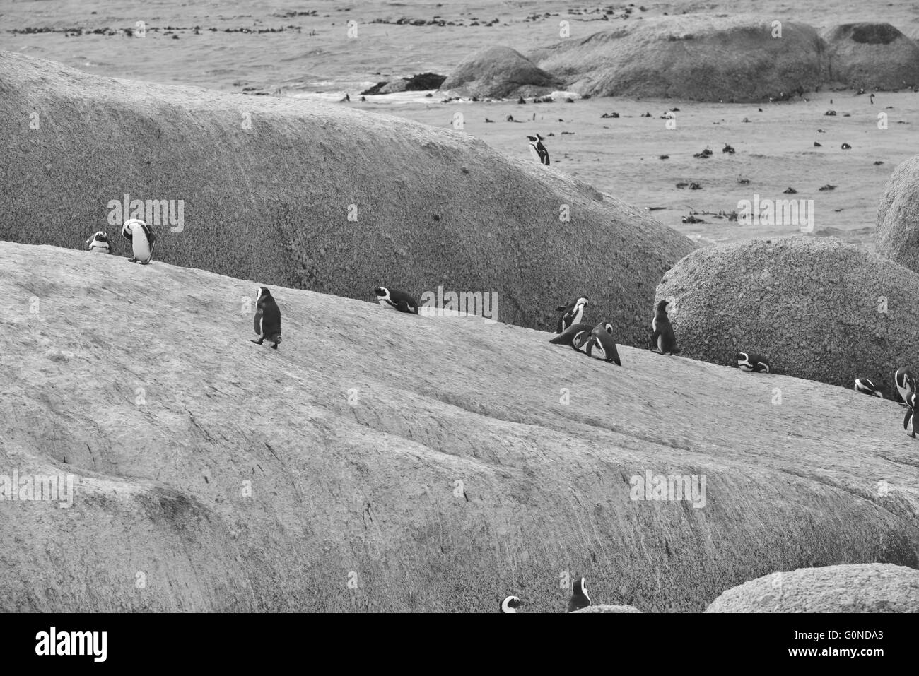 La plage de Boulders dans la péninsule du Cap à l'ouest du Cap, en Afrique du Sud Banque D'Images