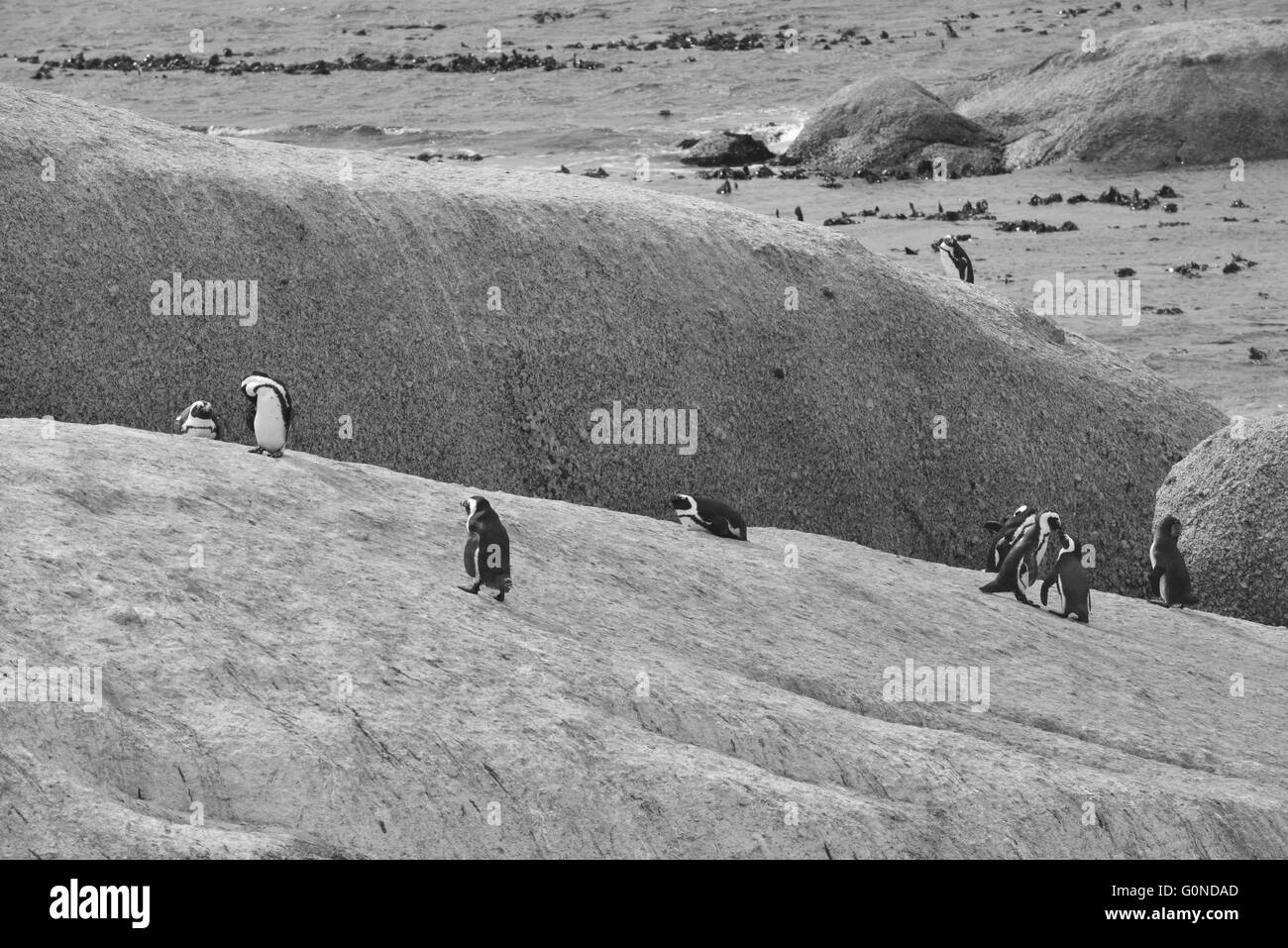La plage de Boulders dans la péninsule du Cap à l'ouest du Cap, en Afrique du Sud Banque D'Images