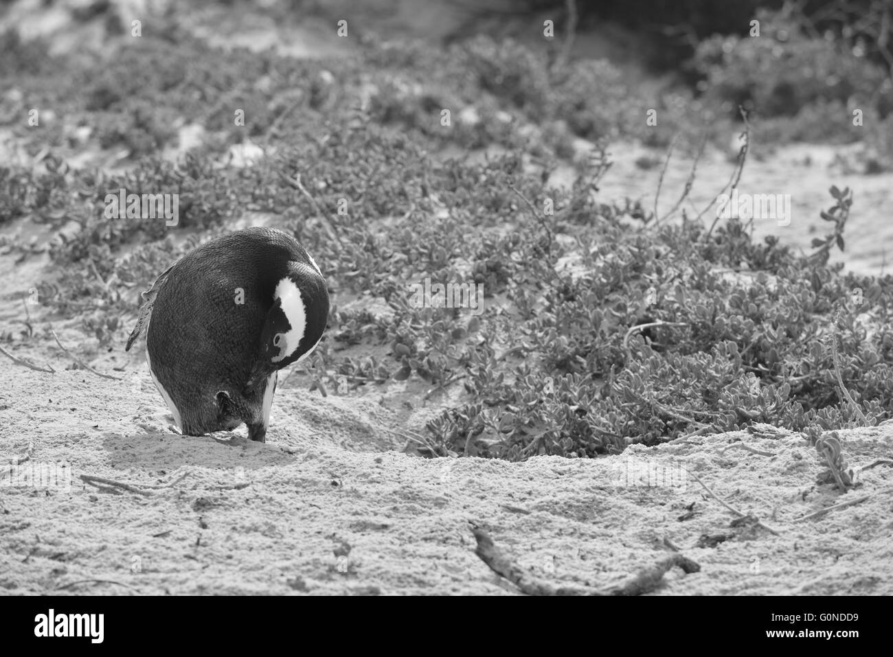 La plage de Boulders dans la péninsule du Cap à l'ouest du Cap, en Afrique du Sud Banque D'Images