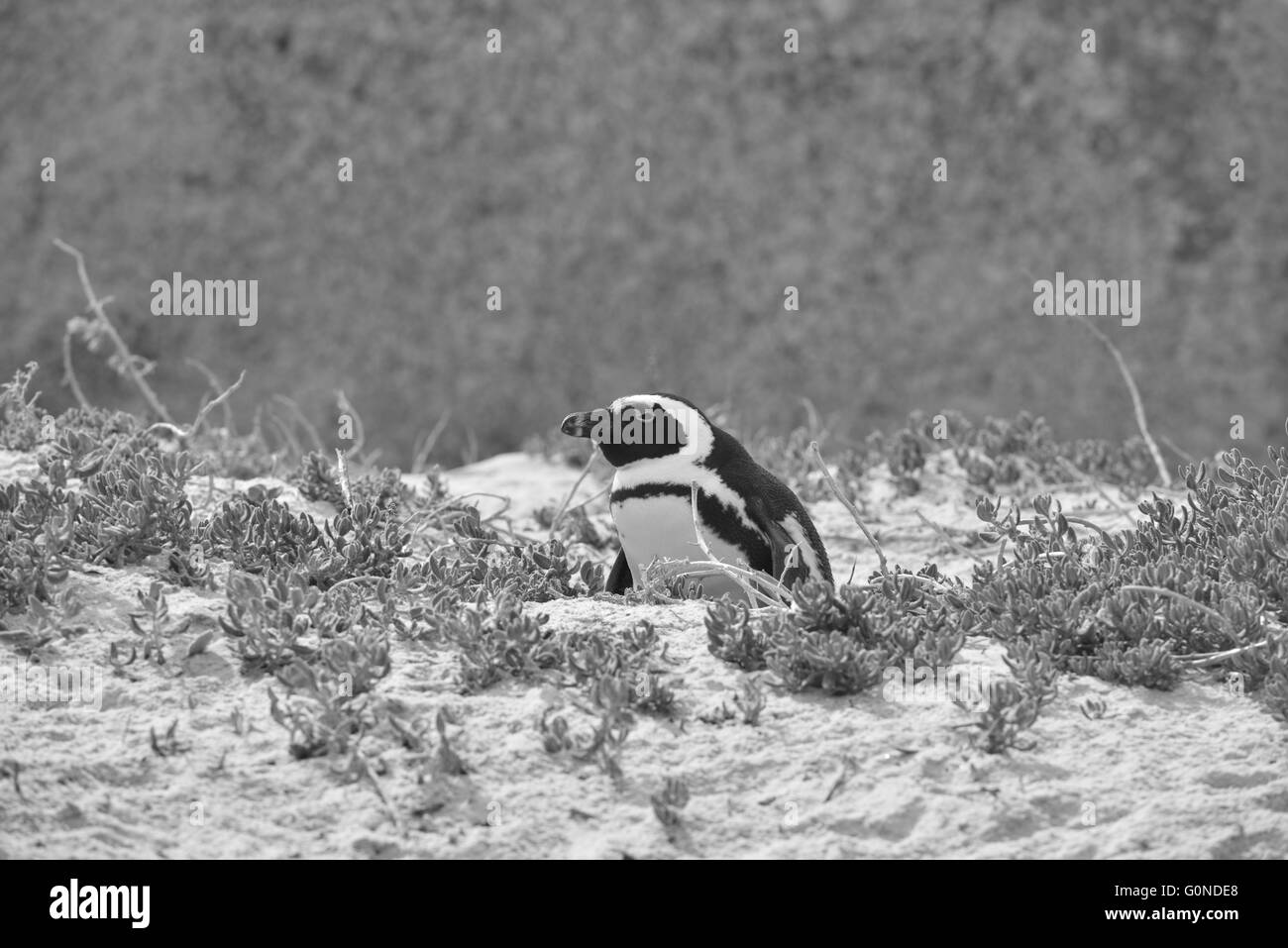 La plage de Boulders dans la péninsule du Cap à l'ouest du Cap, en Afrique du Sud Banque D'Images