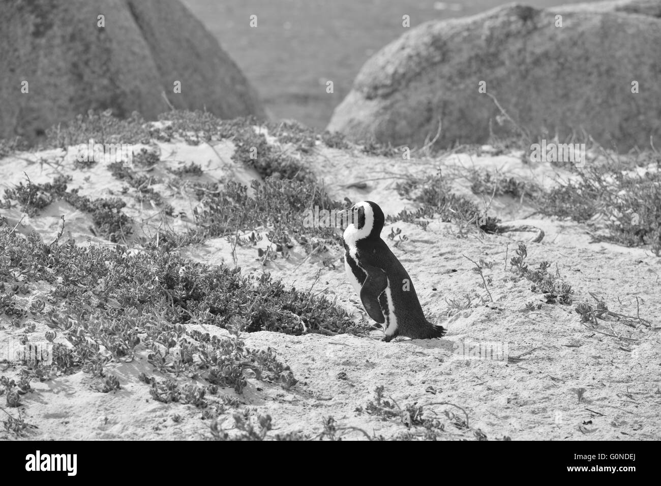 La plage de Boulders dans la péninsule du Cap à l'ouest du Cap, en Afrique du Sud Banque D'Images