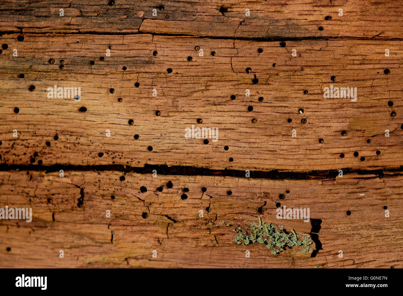 Woodworm Golf Polo des trous dans le bois pourri Banque D'Images