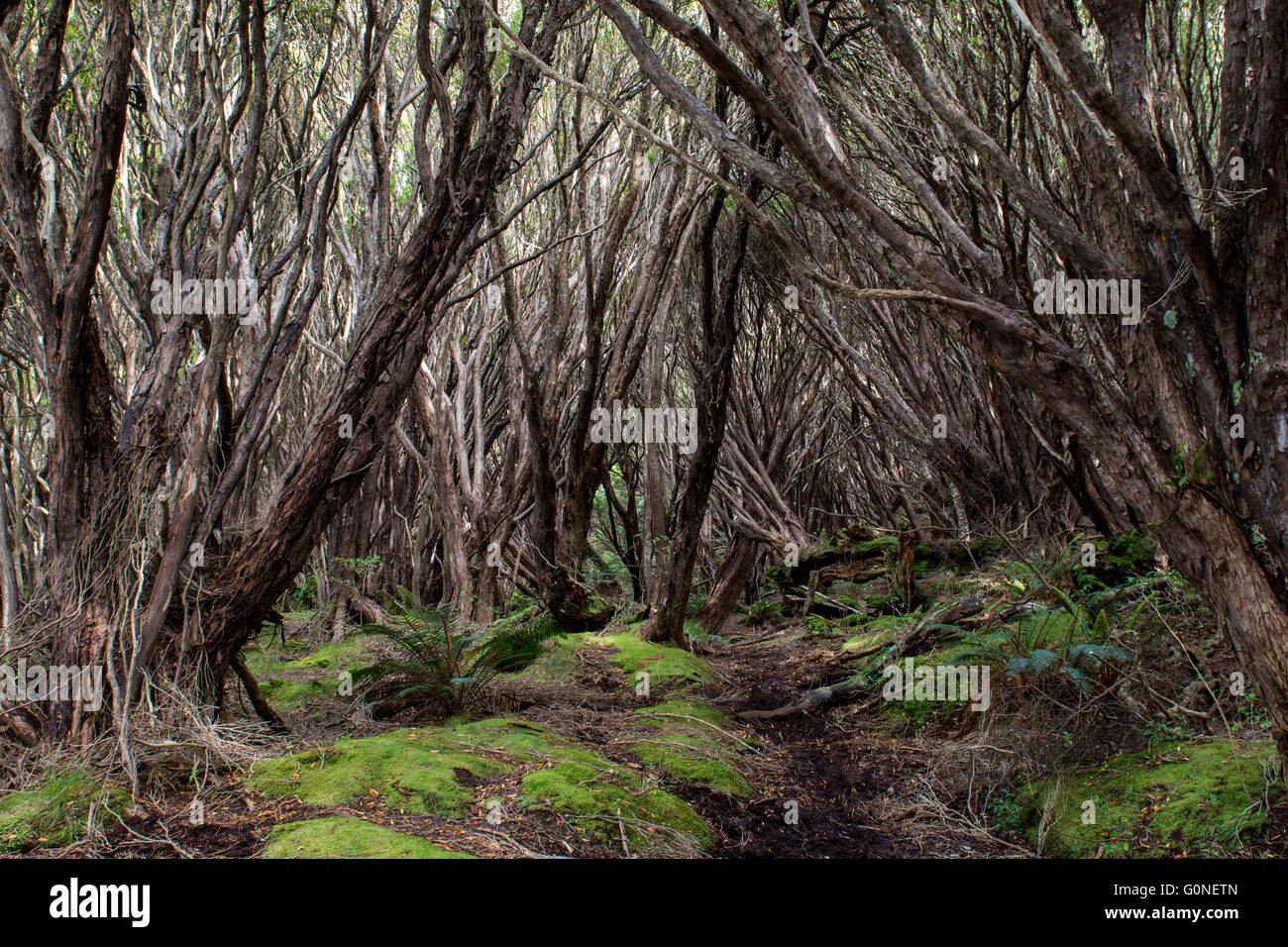 La Nouvelle-Zélande, îles Auckland. Erebus Cove sur l'île principale de l'Île Auckland dans l'archipel inhabité. Les arbres denses rata. Banque D'Images