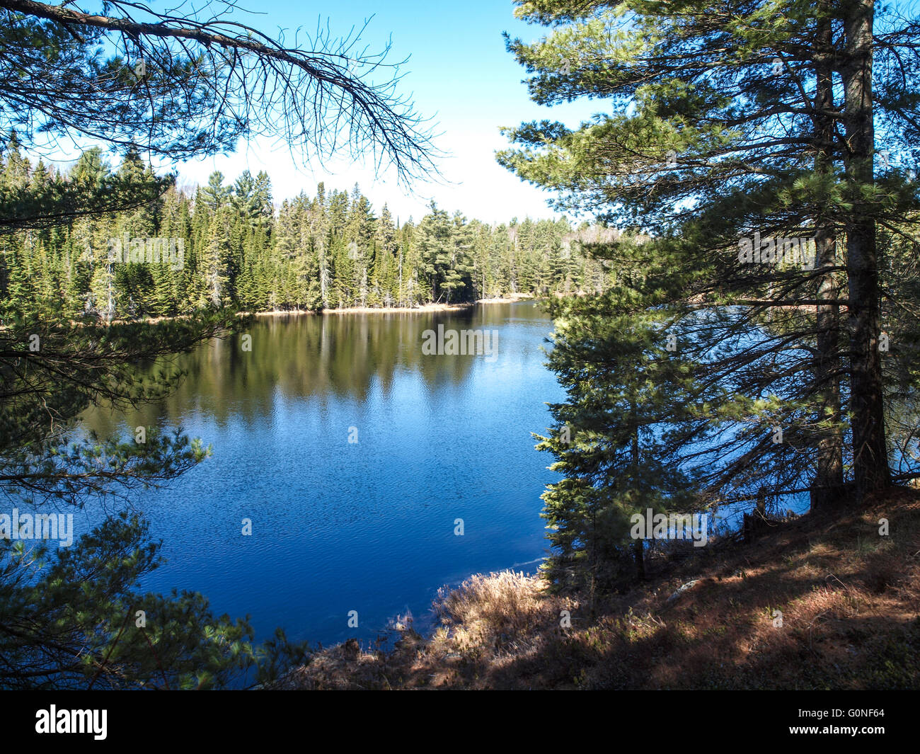 Le parc provincial Algonquin lake bluff Banque D'Images