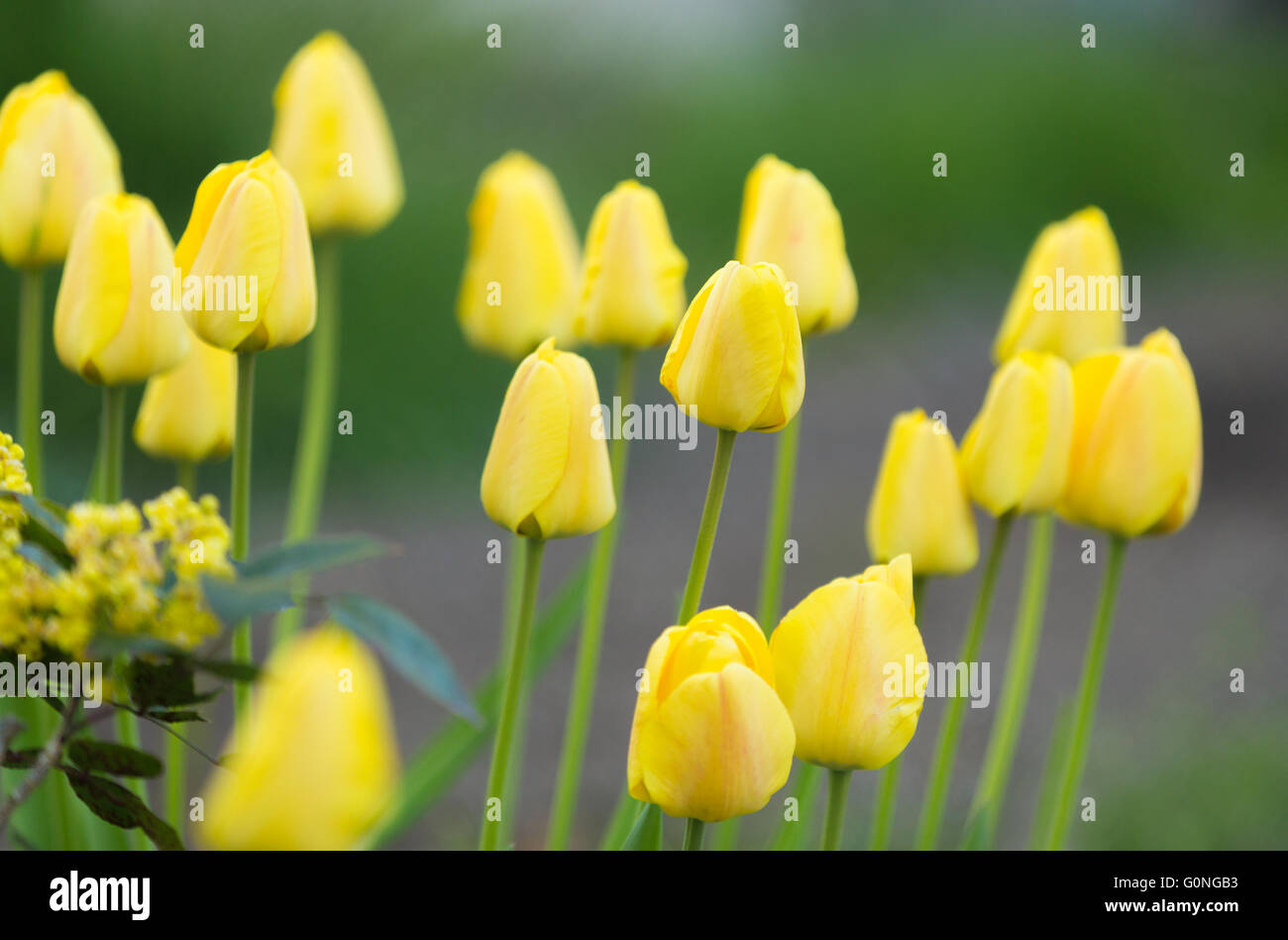 Tulipe jaune couleur des bourgeons au printemps jardin avec accent peu profondes et fond vert Banque D'Images