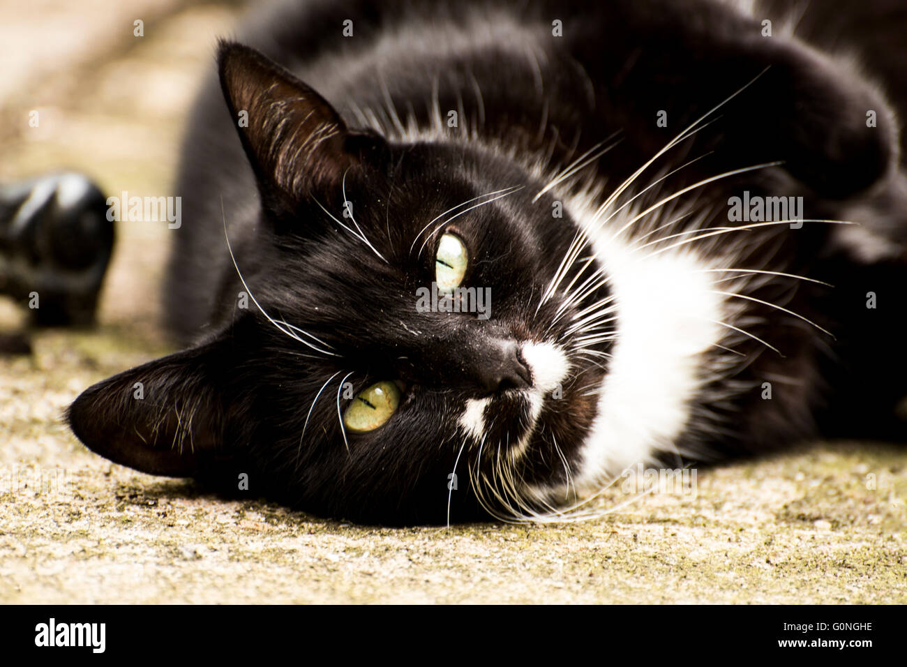 Chat noir et blanc Banque D'Images