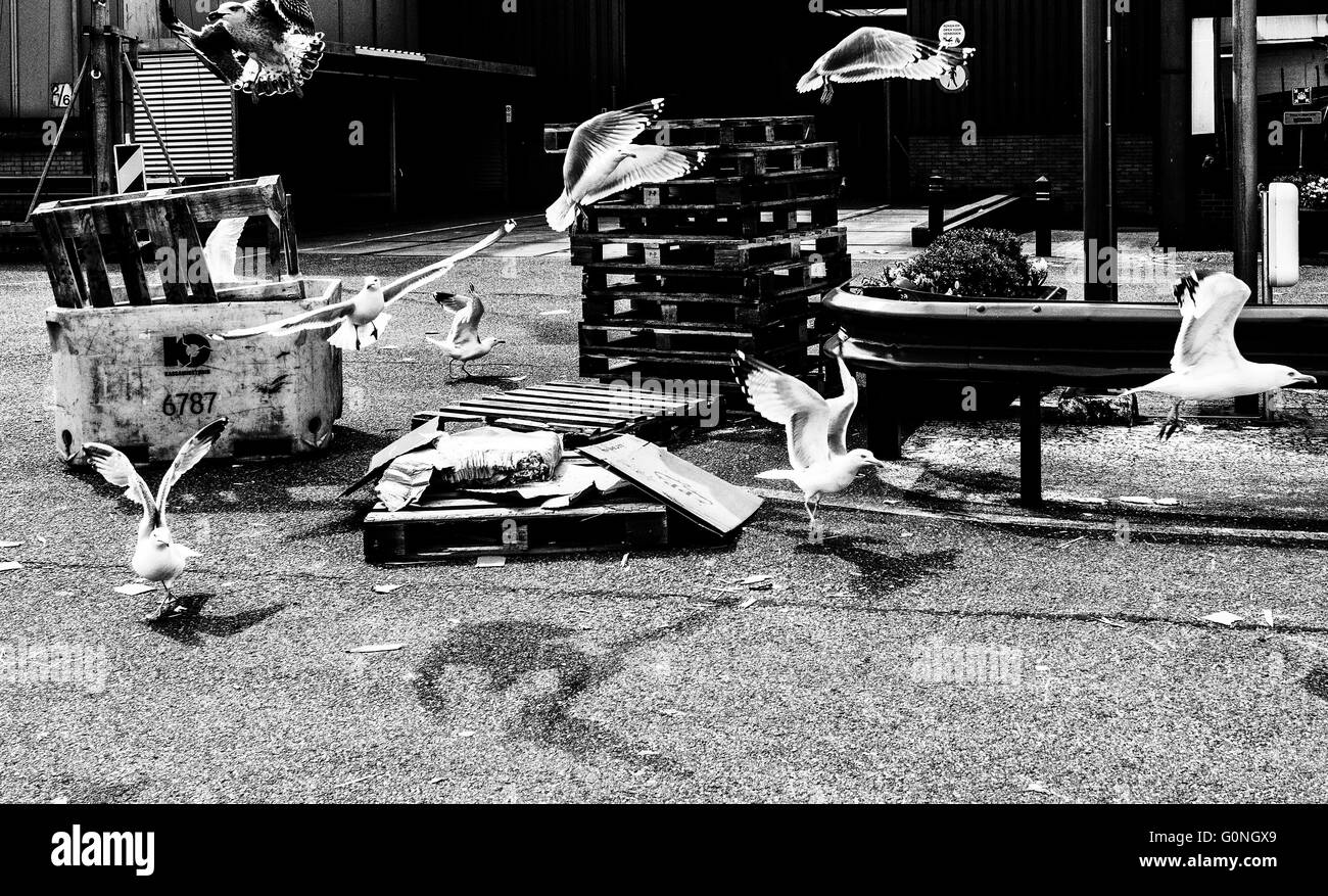 Vol de mouettes jusqu'en colère Banque D'Images