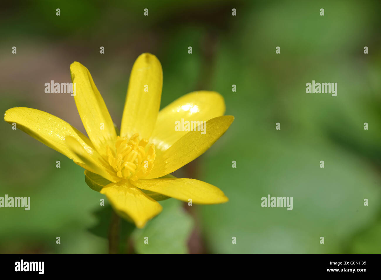 Moindre celandine est une plante vivace glabre, de plus en plus de la famille. Banque D'Images