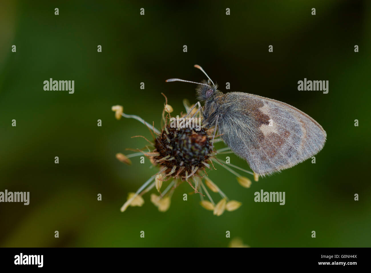 Small Heath Coenonympha pamphilus, un papillon adulte au repos, Notinghamshire, Royaume-Uni Banque D'Images