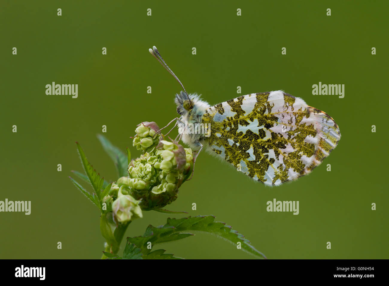 Cardamines Anthocharis à pointe orange, buttefly adultes rôdant sur une plante le long d'une forêt Ride, Nottinghamshire, Royaume-Uni Banque D'Images