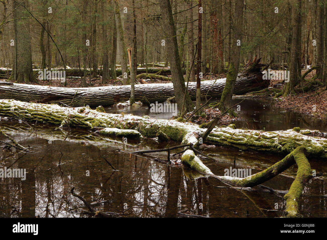 Paysage de printemps de vieille forêt des arbres cassés et couché dans la neige et l'eau,la forêt de Bialowieza, Pologne,Europe Banque D'Images