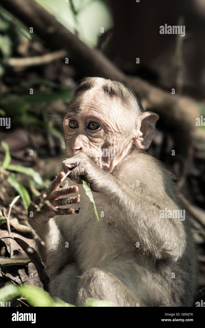 Les jeunes Bonnet (radiata) (avec de très vieux visage) assis sur le sol de la forêt Banque D'Images