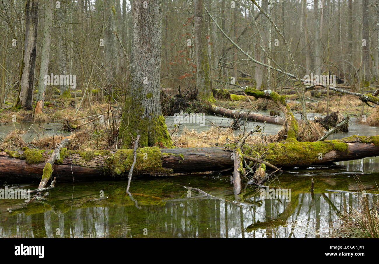 Paysage de printemps du premier peuplement et en partie dans l'eau gelée avec un arbre en premier plan, la forêt de Bialowieza, Pologne,Europe Banque D'Images