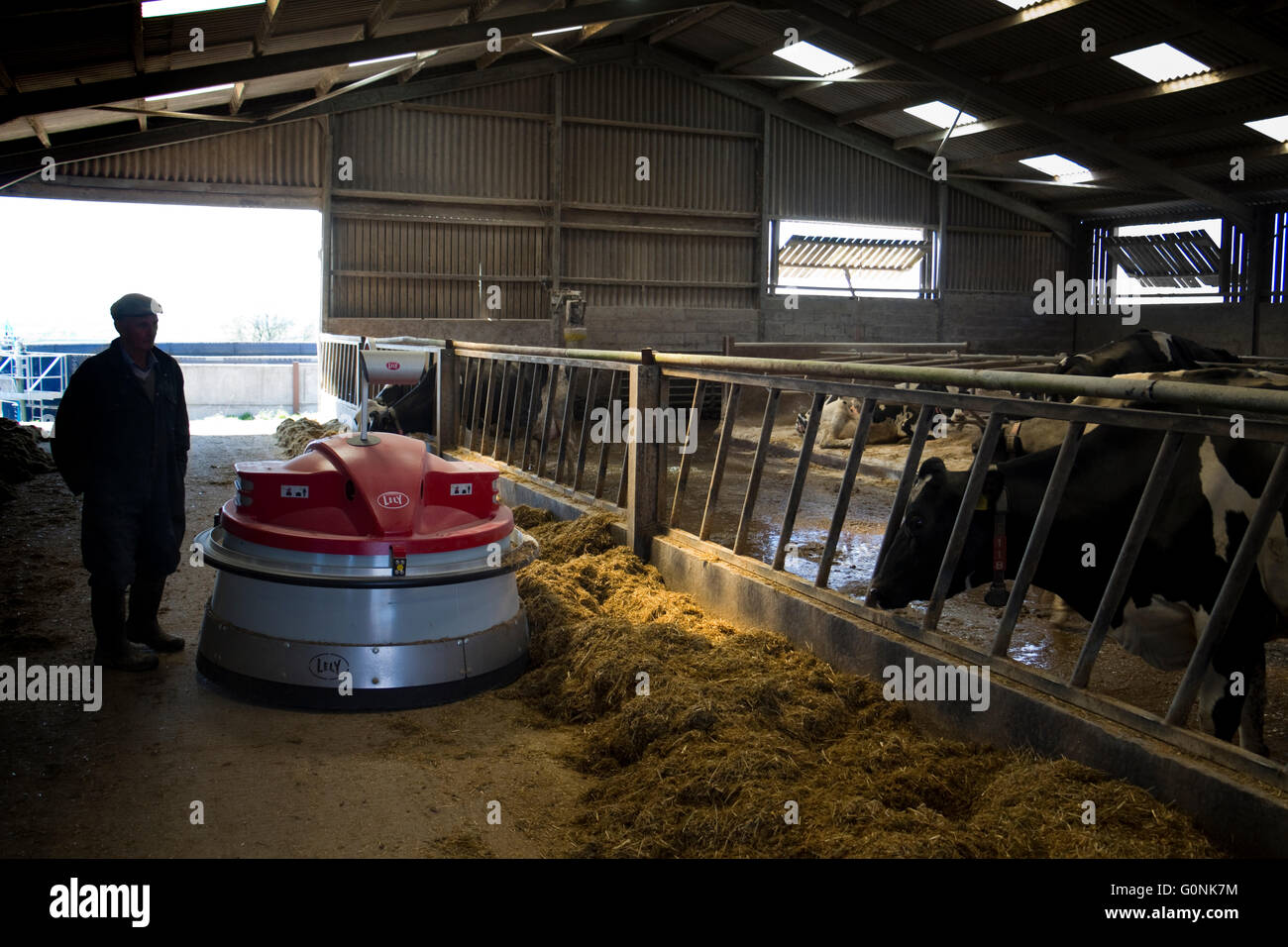 Les vaches laitières Holstein de manger à l'intérieur d'ensilage d'herbe, England, UK. Banque D'Images