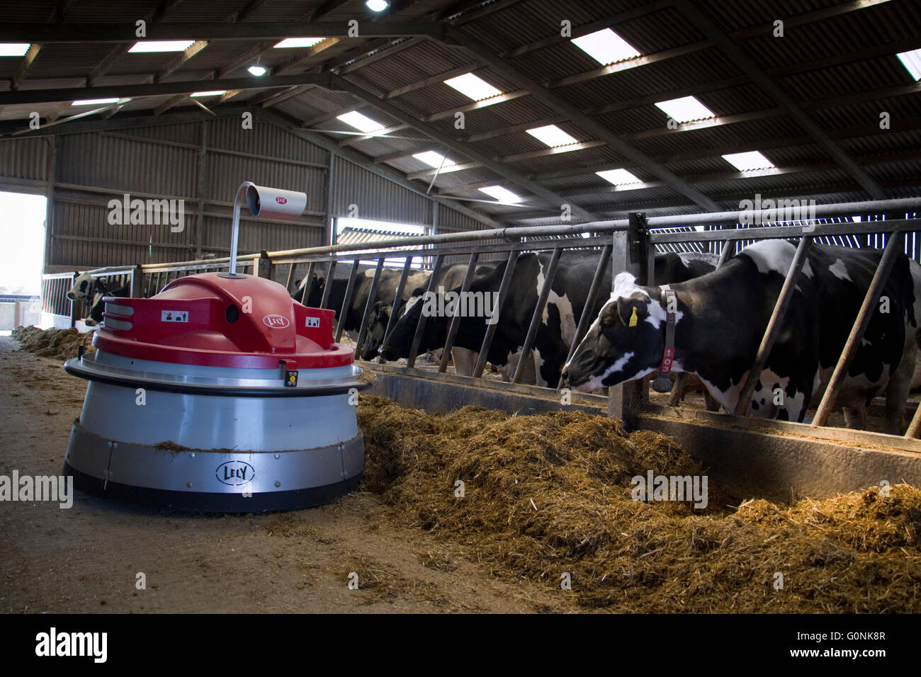 Les vaches laitières Holstein de manger à l'intérieur d'ensilage d'herbe, England, UK. Banque D'Images