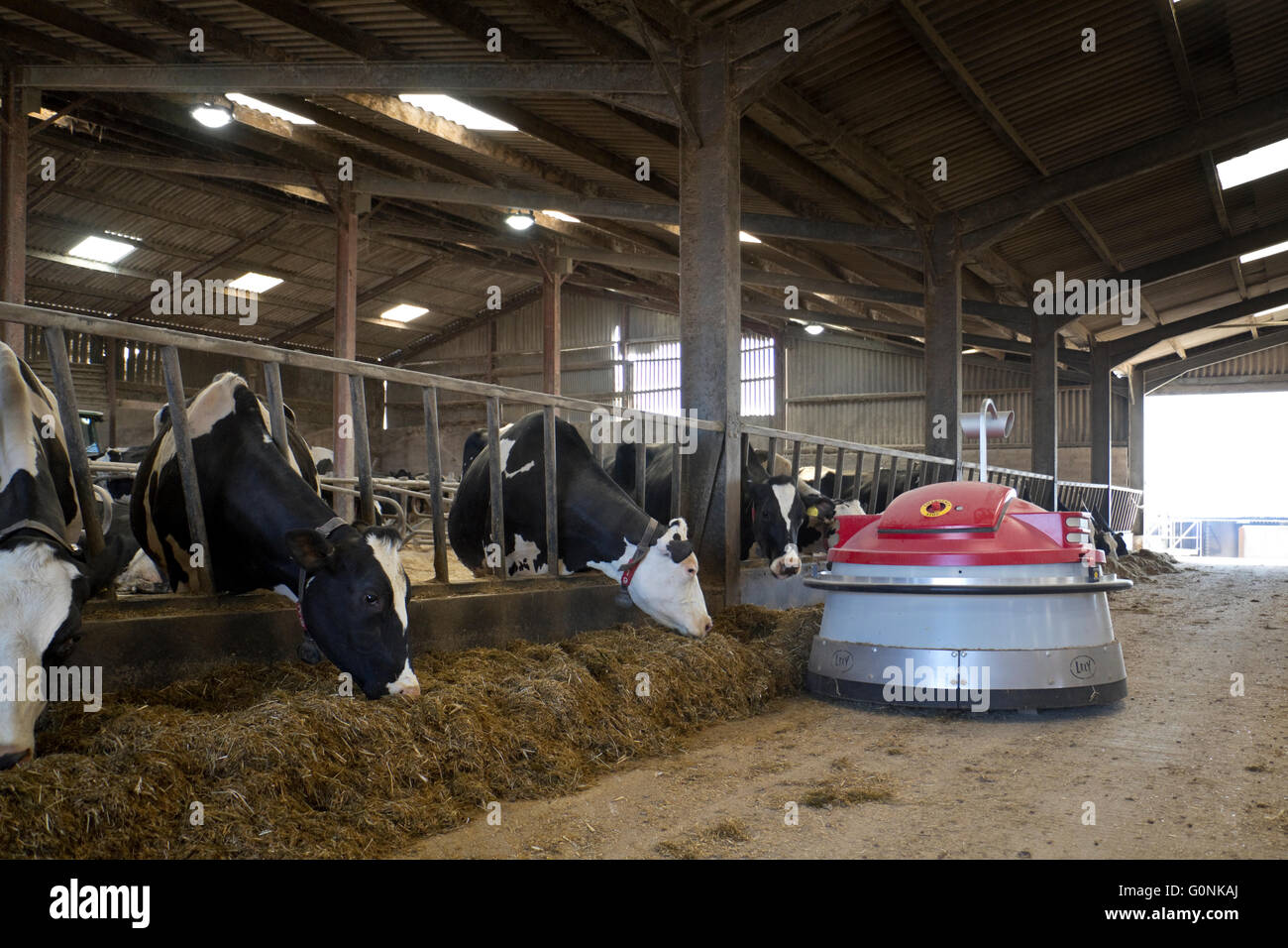 Les vaches laitières Holstein de manger à l'intérieur d'ensilage d'herbe, England, UK. Banque D'Images