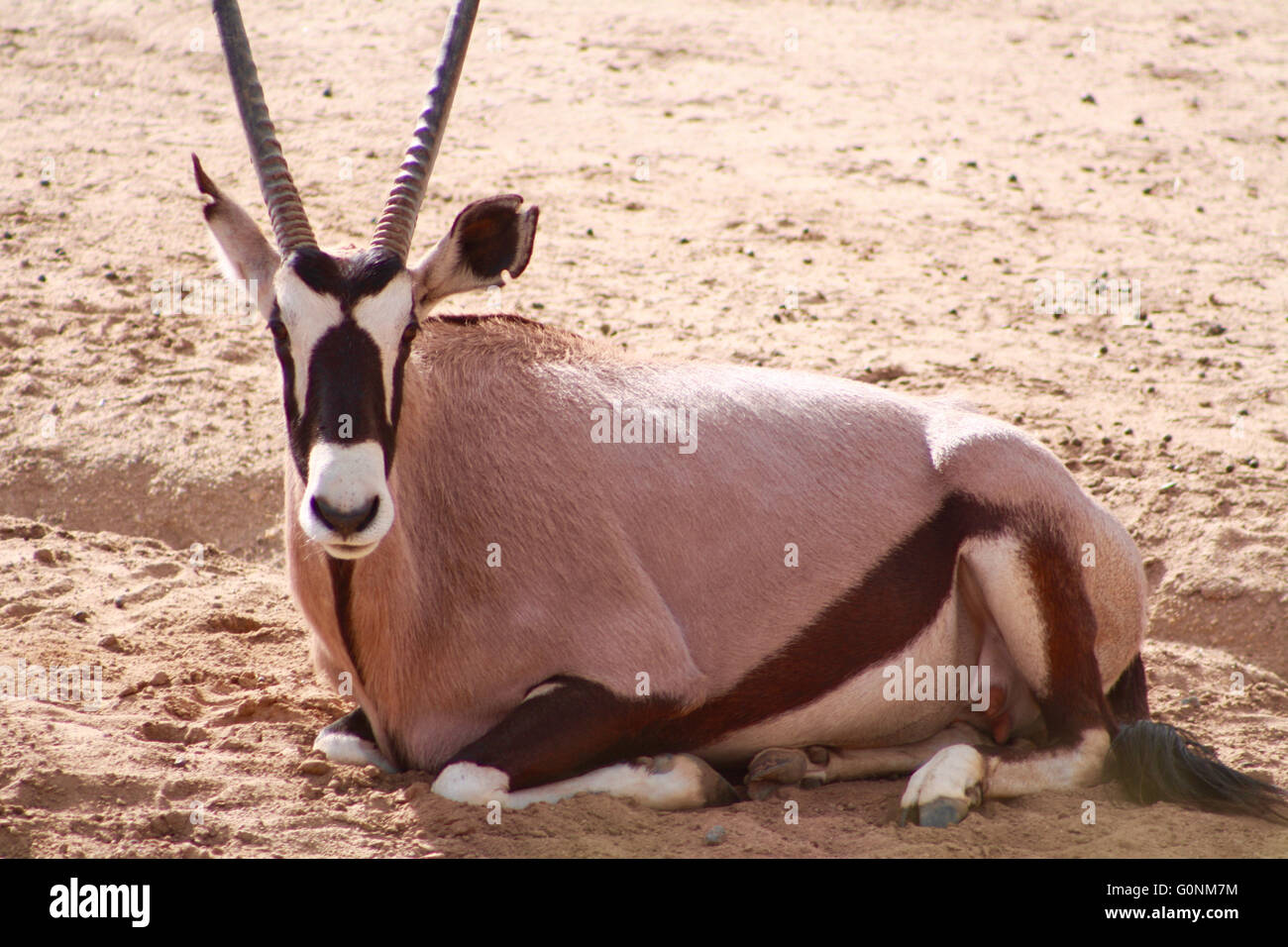 Libre de oryx gazelle étendue sur le sol à la San Diego Wild Animal Park Banque D'Images