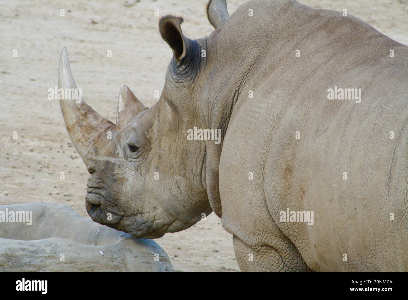 Rhinocéros blanc d'Afrique en voie de disparition à Gros plan tête San Diego Wild Animal Park, Californie du Sud Banque D'Images