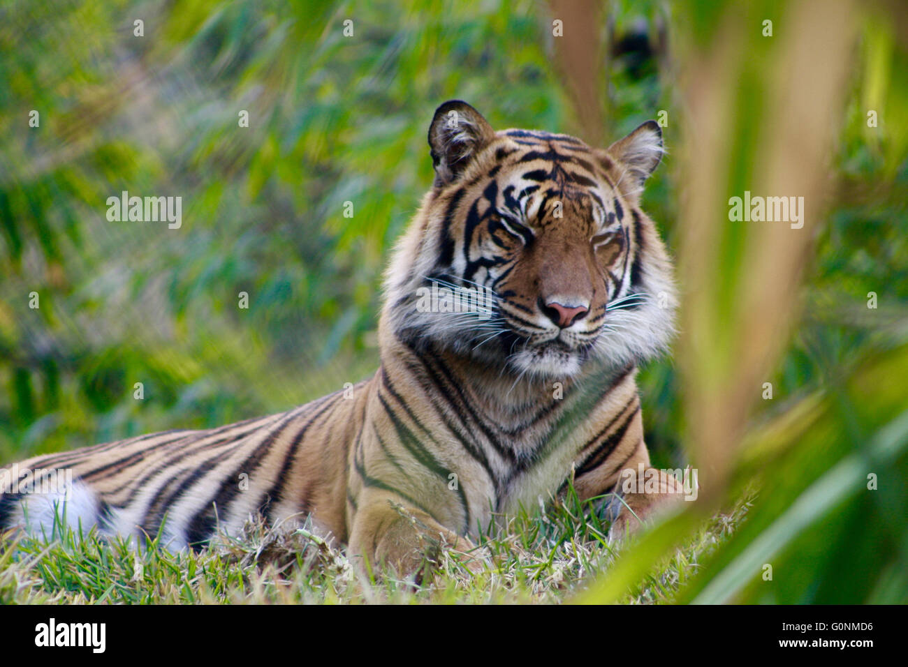 Tigre de Sumatra en voie de se reposer dans l'herbe Banque D'Images