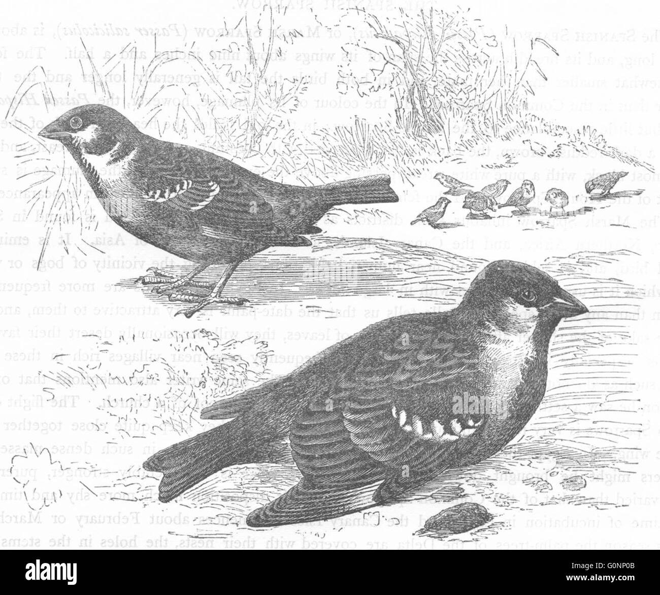 Passereaux Oiseaux : : Sparrow : Tree & House, antique print c1870 Banque D'Images